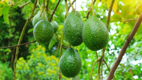 Comment réussir la culture de lavocatier Jardins Plantes