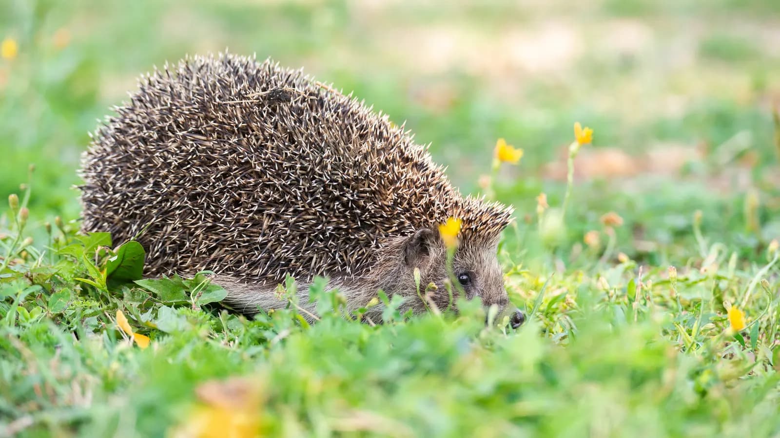 Hérisson sur une pelouse de jardin en journée