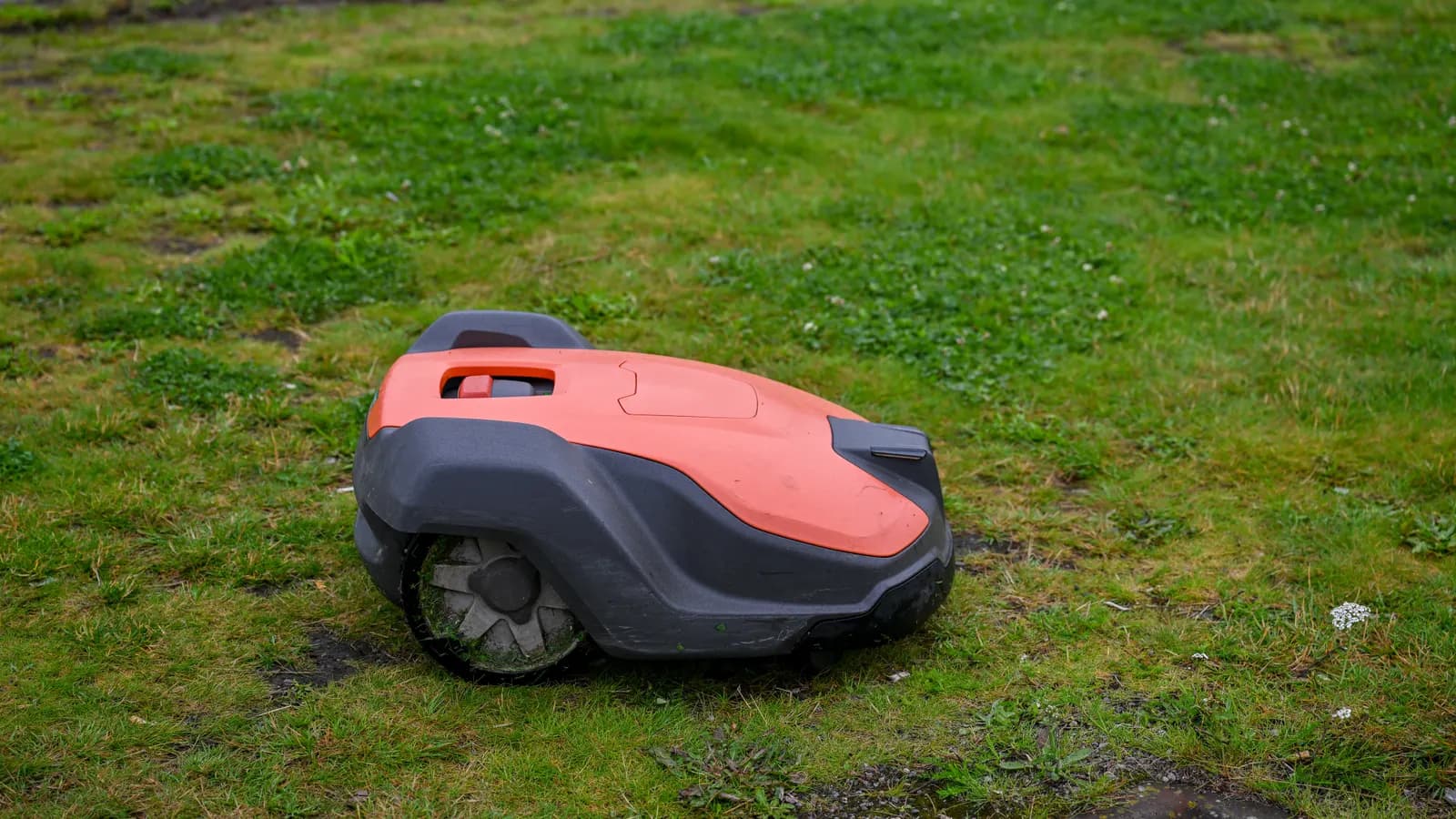 Robot tondeuse sur une pelouse dégagée
