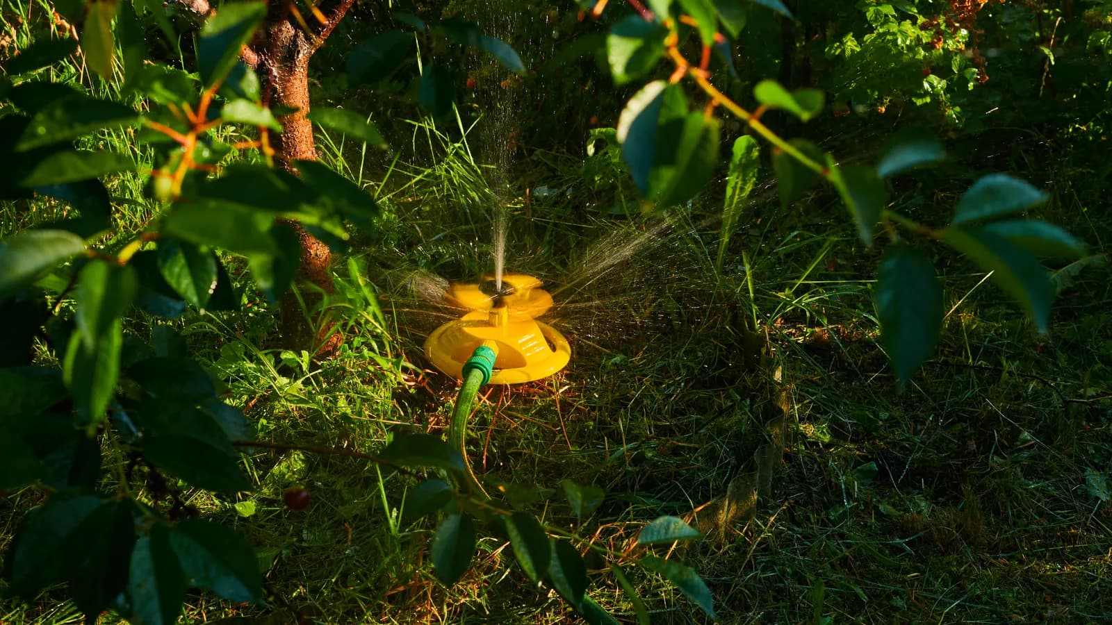 Système d'arrosage automatique goutte-à-goutte dans un potager au lever du soleil