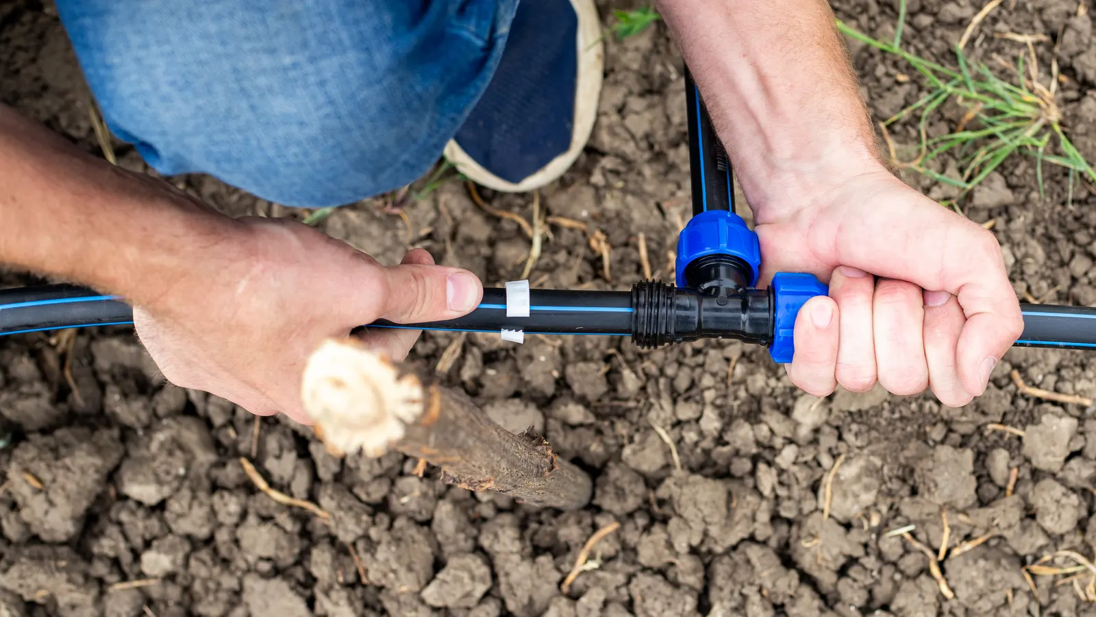 Installation d'un kit d'arrosage goutte-à-goutte dans un potager