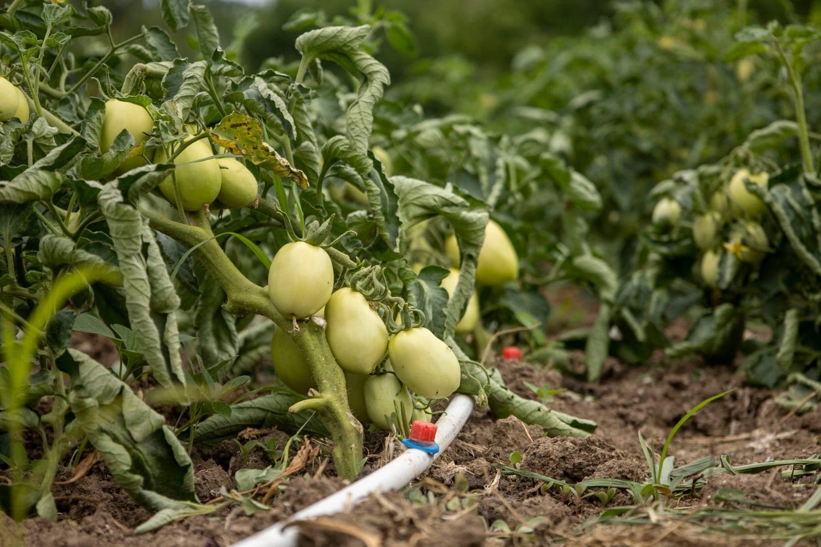 Plants de tomates arrosés par un système de goutte-à-goutte