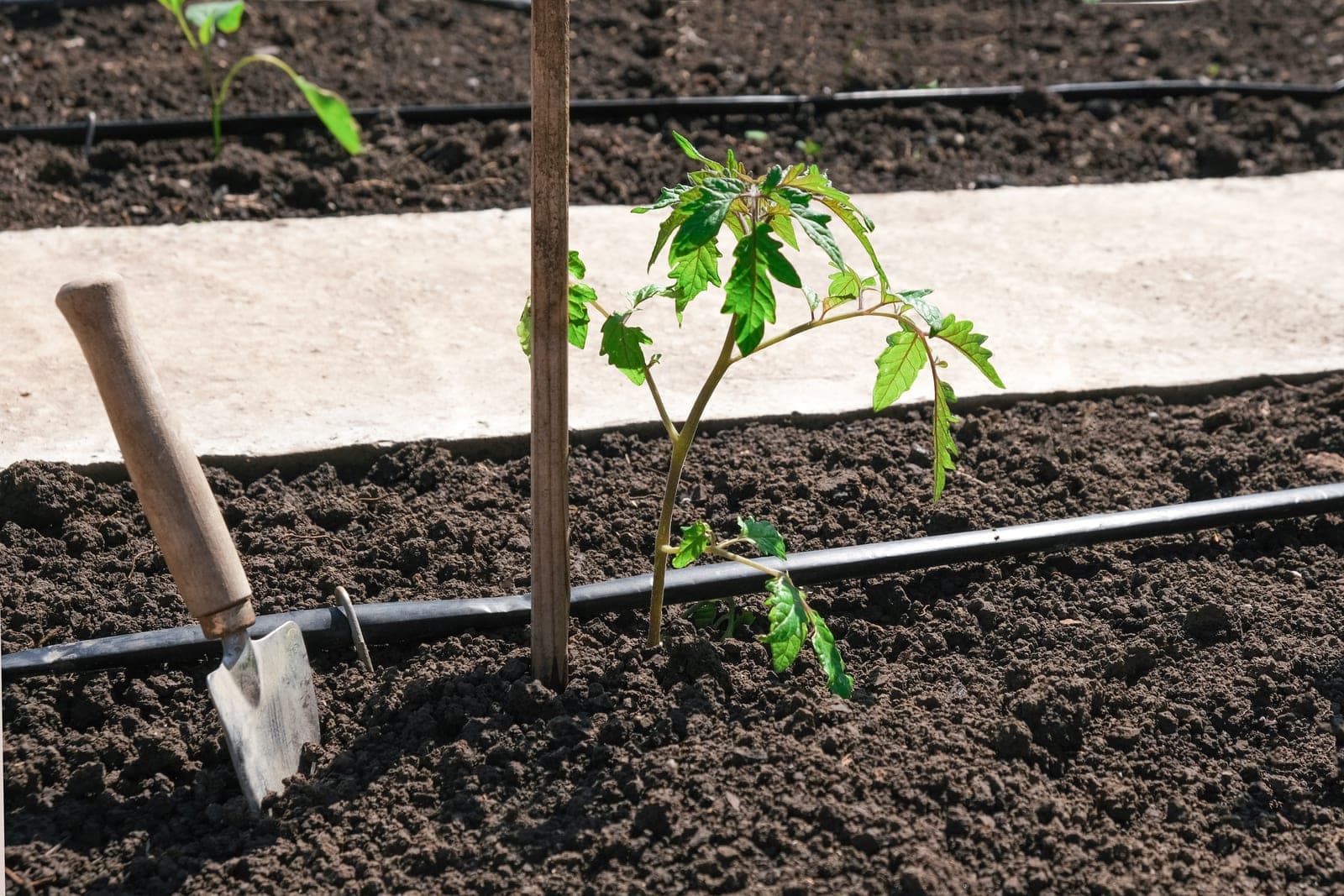 Rang de plants arrosés au goutte-à-goutte dans un potager