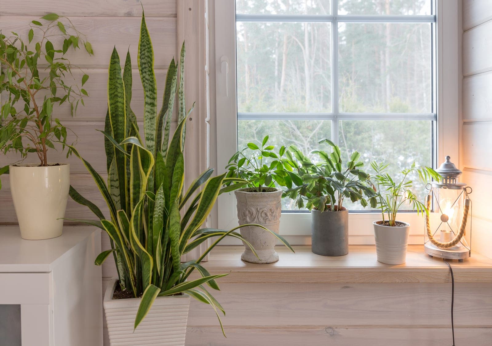Plantes d'intérieur en pot alignées sur le rebord d'une fenêtre