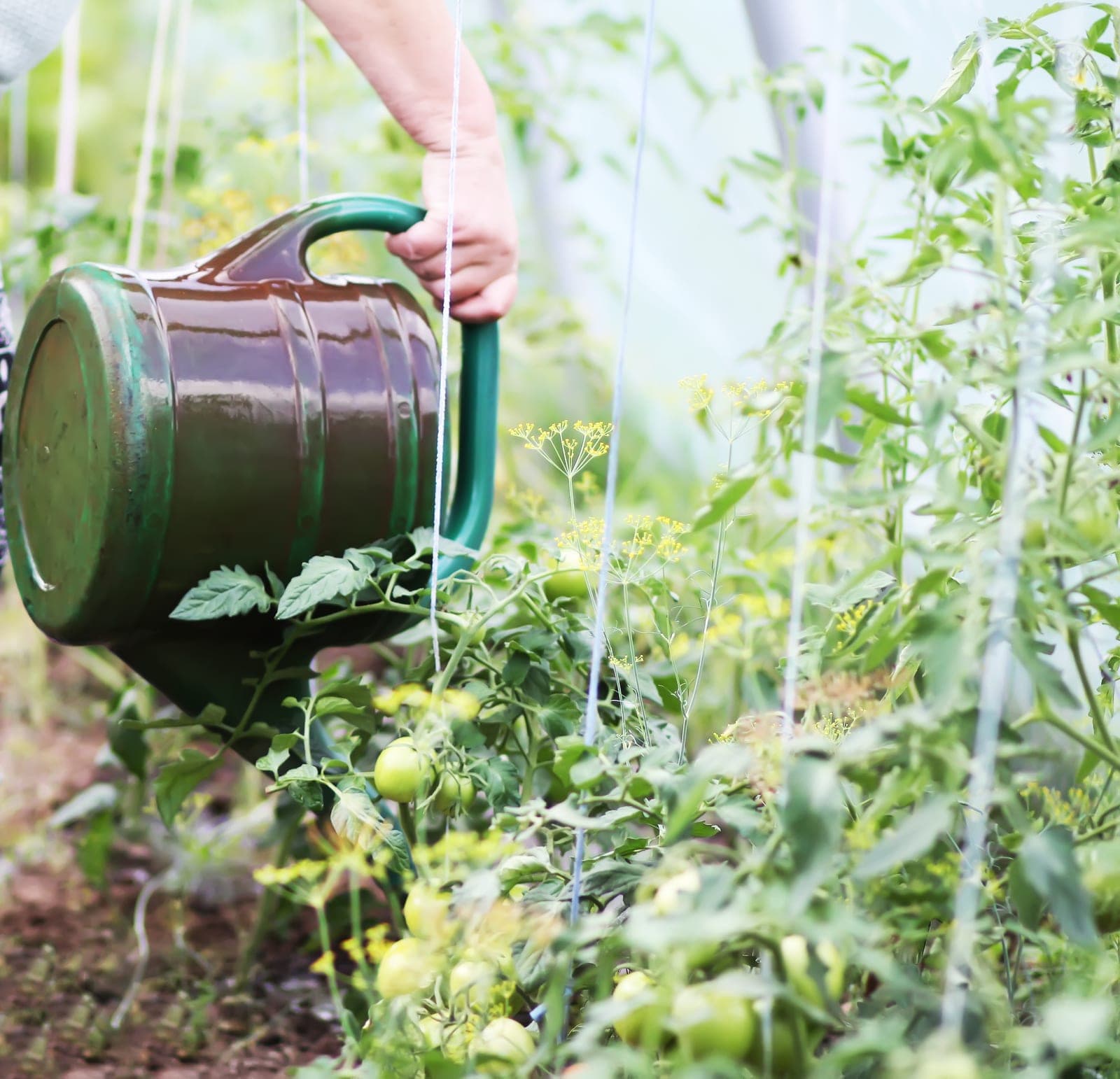 Arrosage de plants de tomates à l'arrosoir en été