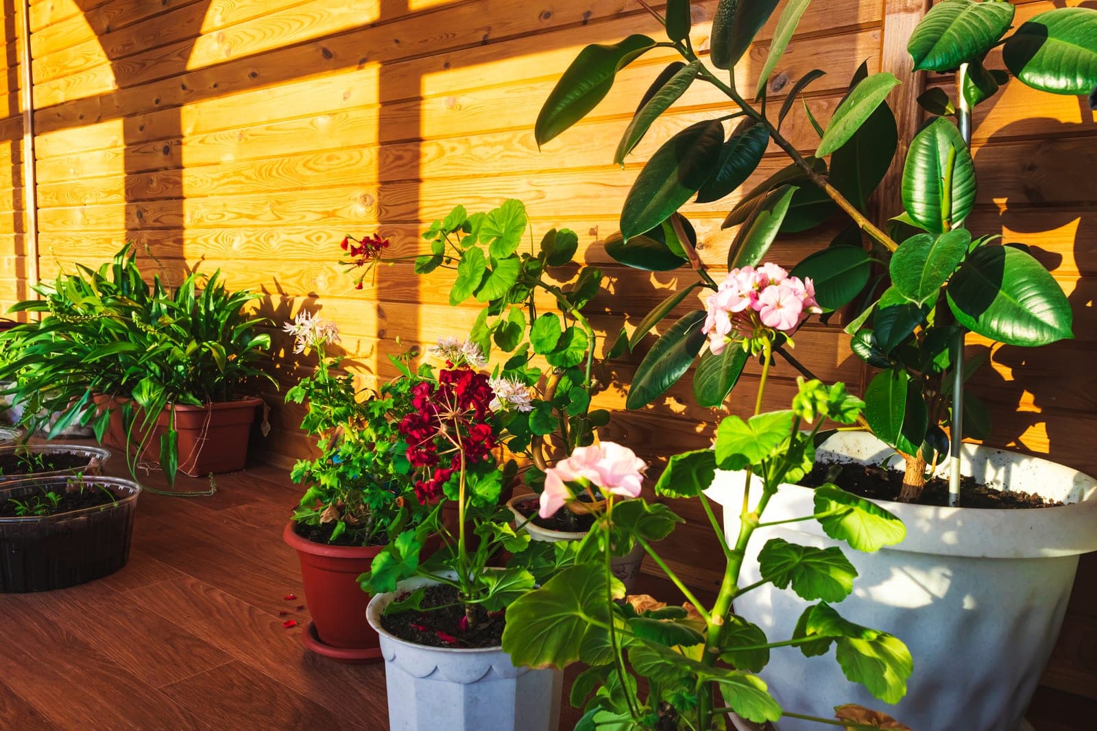 Terrasse garnie de nombreuses plantes en pot au coucher du soleil