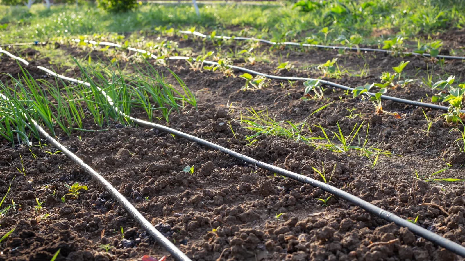 Kit d'arrosage automatique 340 pièces installé dans un potager