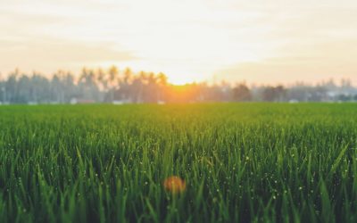 Engrais de gazon Septembre 2023: Test et comparatif
