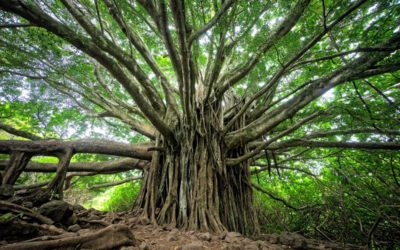 Meilleur Broyeur De Branches Septembre 2023 : Test et comparatif