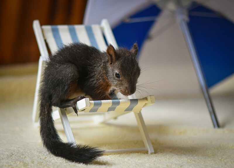 écureuil sur se reposant sur un transat de jardin