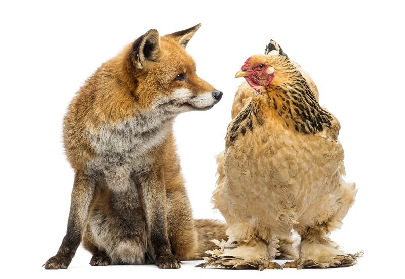 la poule Brahma avec un renard