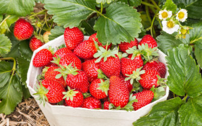 3 astuces pour réussir la culture des fraisiers
