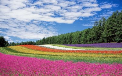 Créer une prairie fleurie : Guide explicatif
