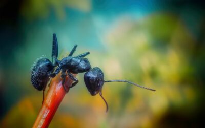 Comment se débarrasser des fourmis dans le jardin ?
