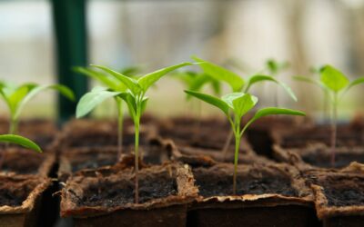 Quels conseils pour devenir un jardinier professionnel ?