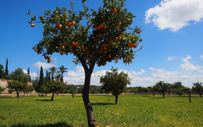 Comment entretenir vos arbres fruitiers ?
