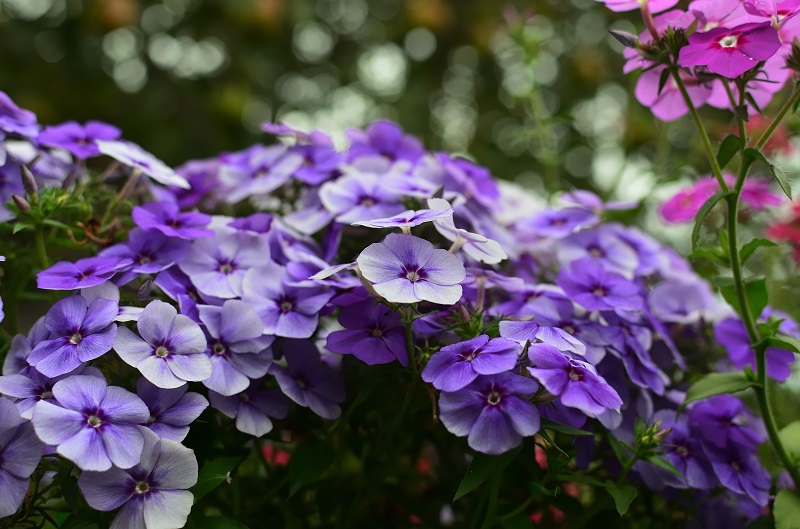 plantes de jardin à planter en mars Les violettes