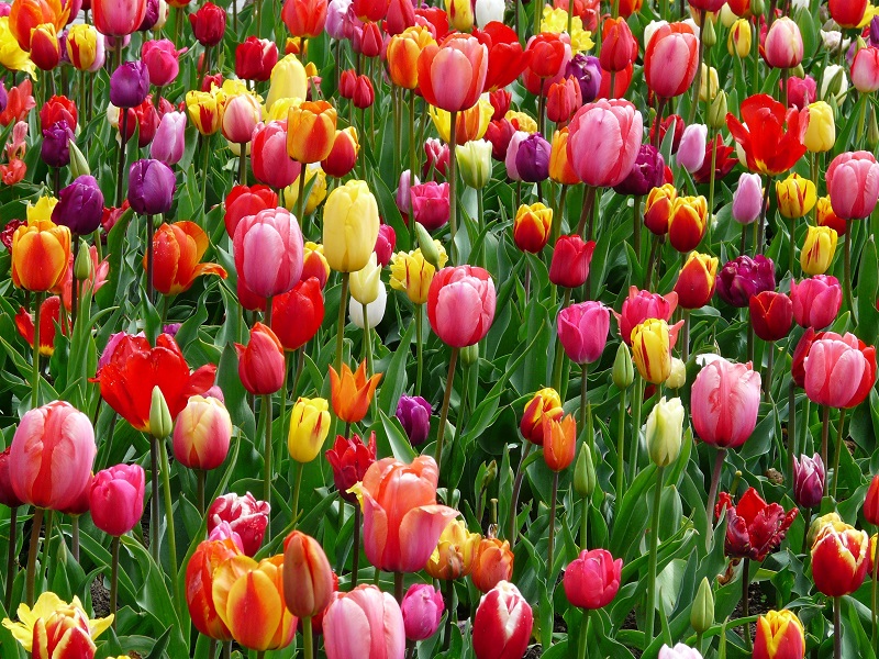 plantes de jardin à planter en mars tulipes