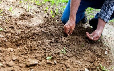 Comment vérifier si vos anciennes graines sont toujours viables pour la plantation ?