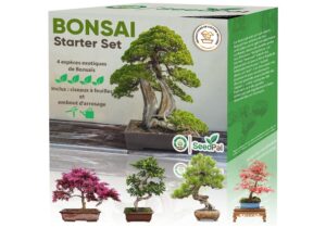 Kit Bonsaï SeedPal