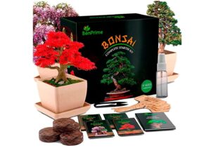 Kit bonsaï BonPrime