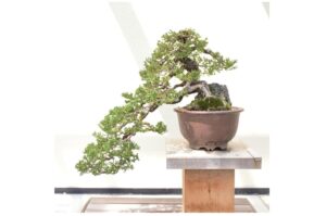 Kit bonsaï GROW2GO
